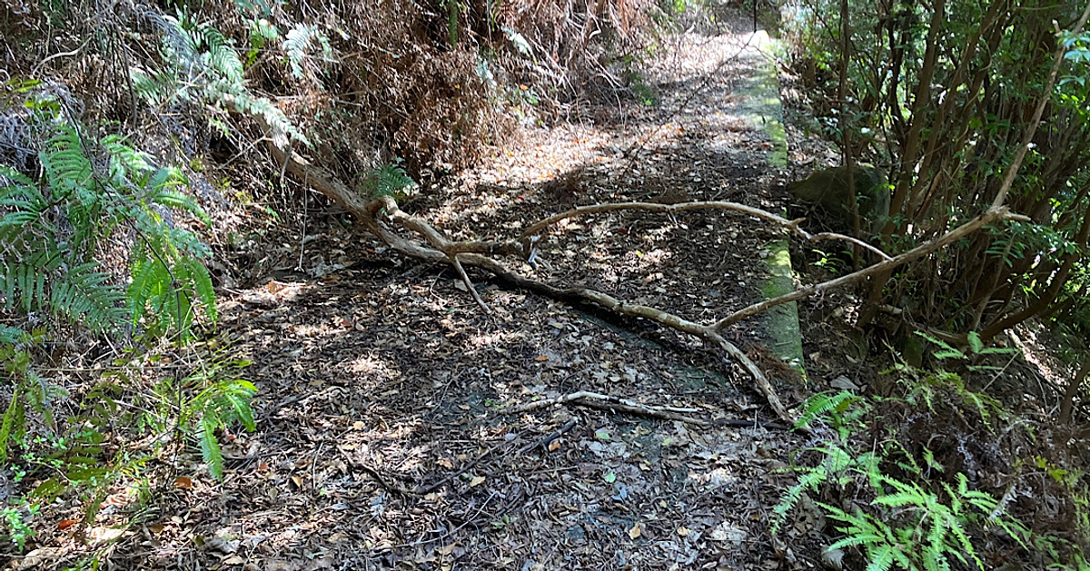 3/31（日）踏査＆路網整備