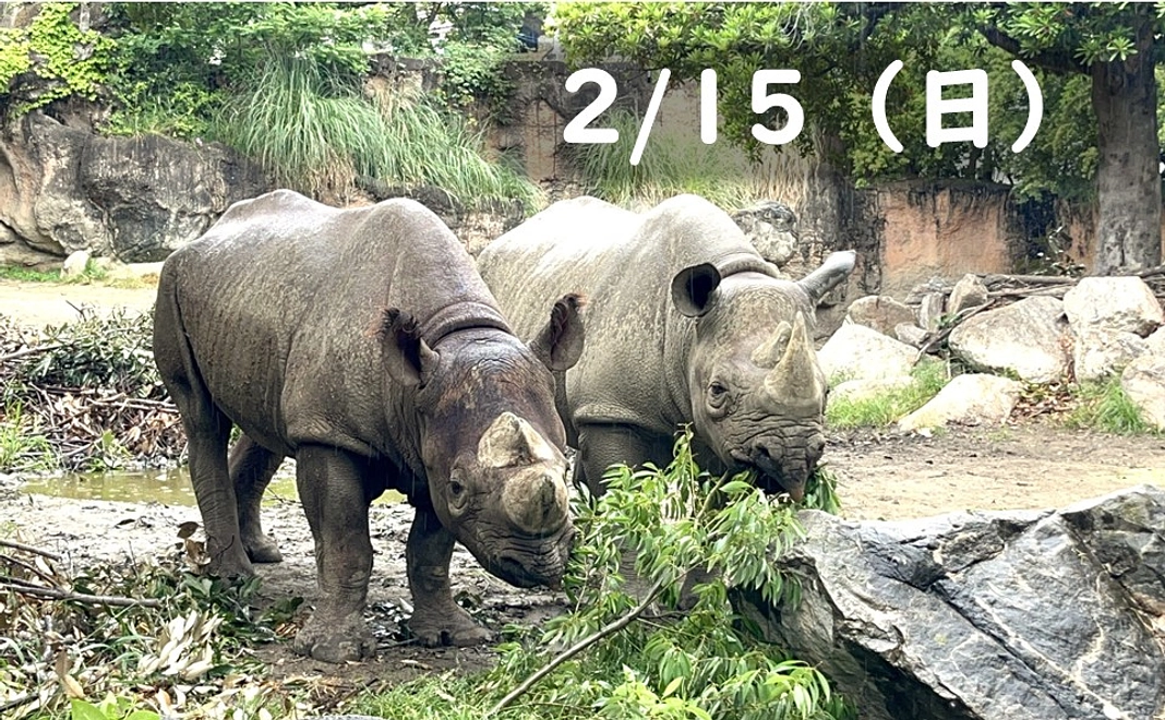 【2/15(日)】クロサイのバックヤード見学