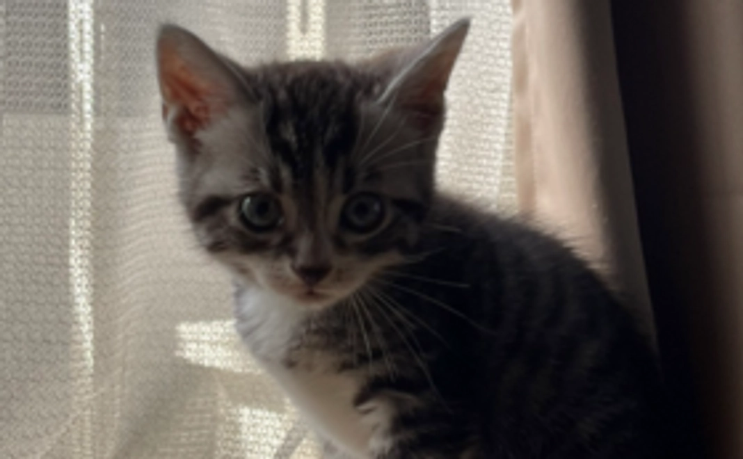 感謝のメール 禅の画像3枚