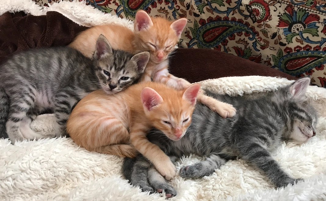 毎月全力応援コース 1,222円