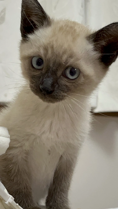 【活動報告】動物愛護ピースマイルフェスタに行きました＠香川県