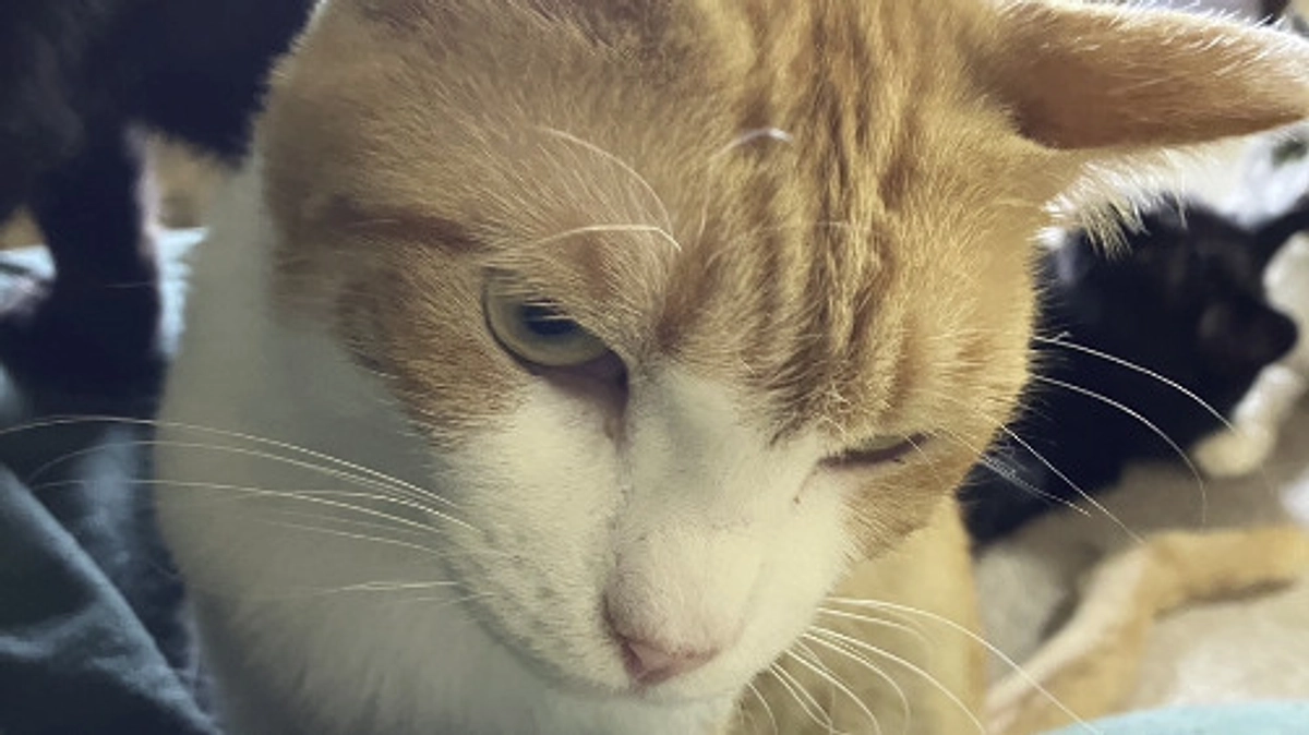 大人猫たちのトライアルRUSH！