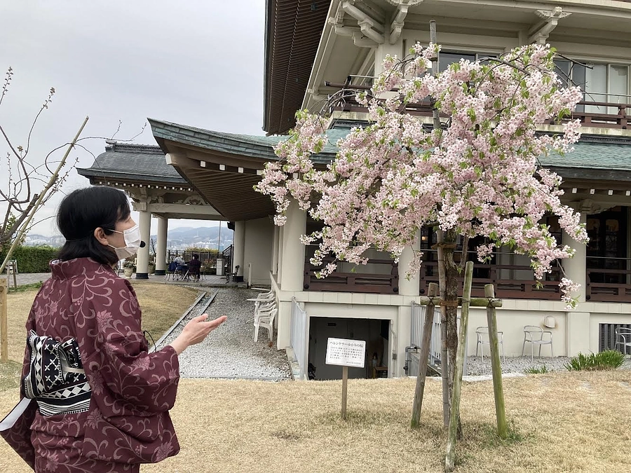 京都の桜街歩き