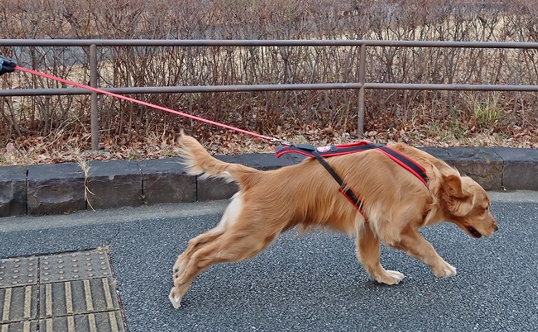 『推し』救助犬・捜索犬の写真とセミナー報告レポートを送らせていただきます！