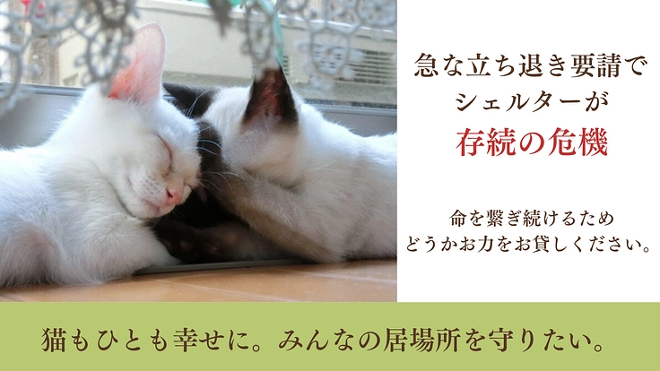 急遽立ち退き決定！猫と人に優しい保護猫シェルターを早急に移転したい