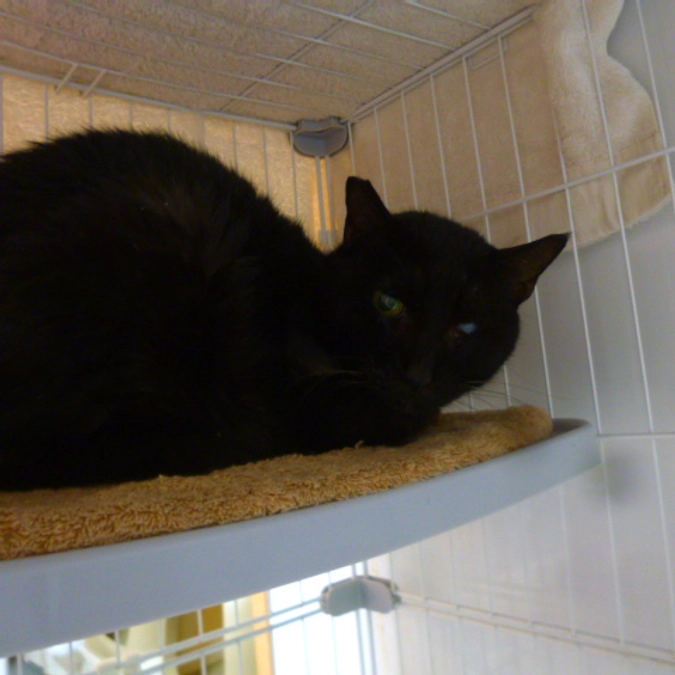 在籍猫紹介【福子さん】