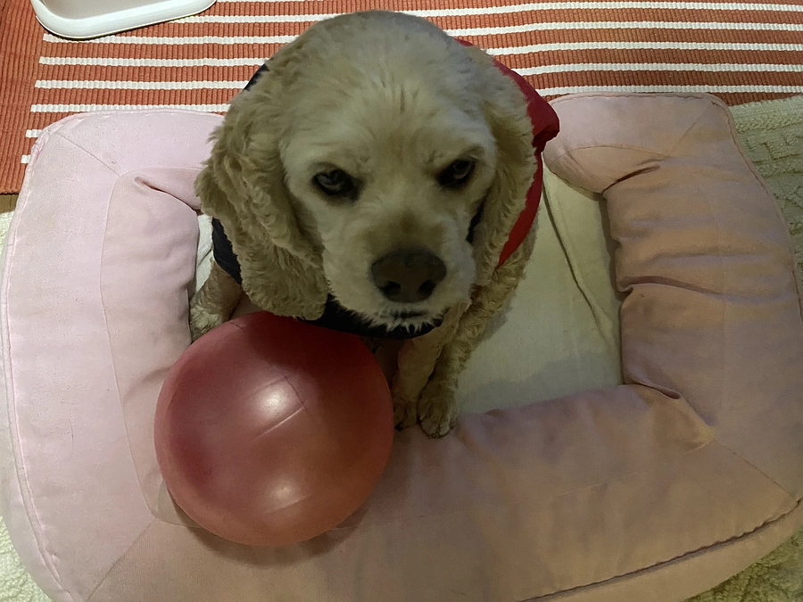 あと残り65時間となりました　カウンドダウンです　まだ治療費応援最後までお願い致します