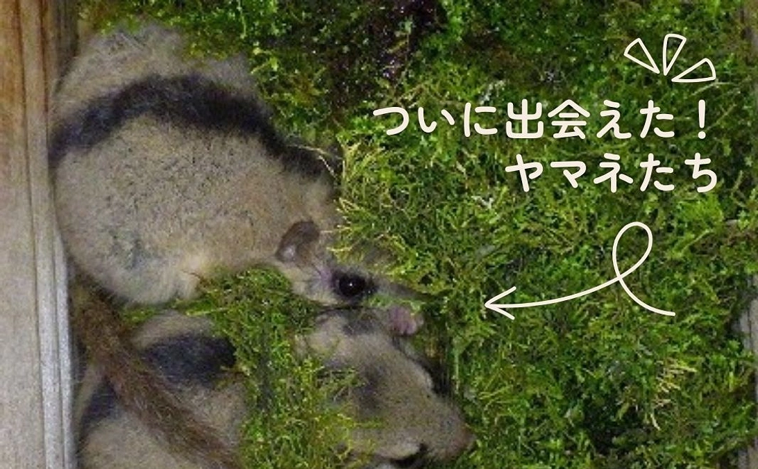🐾いきものフィールド日記#6「ついに出会えた！ヤマネたち」