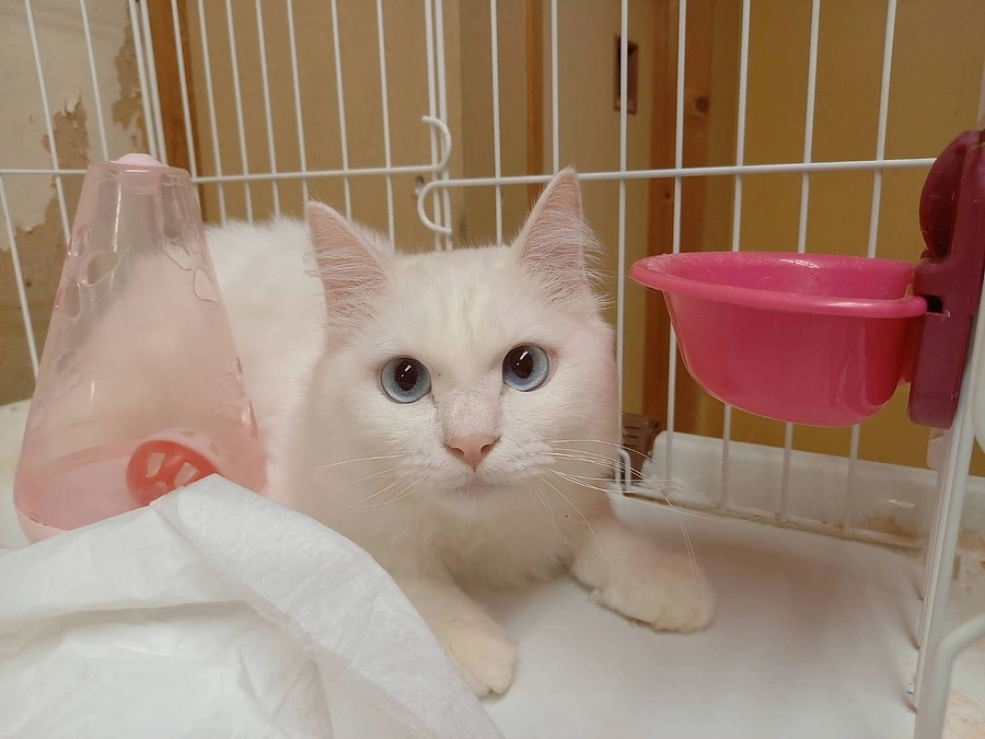 TOP画像の白猫『チャリ』のお話。