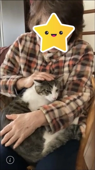 【保護猫エピソード】おばあちゃんを救った仔猫　フィガロくん　｜進捗状況報告｜譲渡会案内