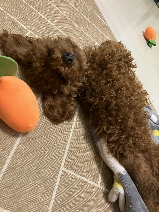 術後の様子とクラファンの進捗