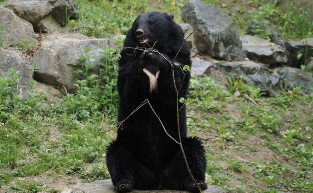 【大好評につき追加！】5千円｜ツキノワグマの放飼場に苗木を植えます！