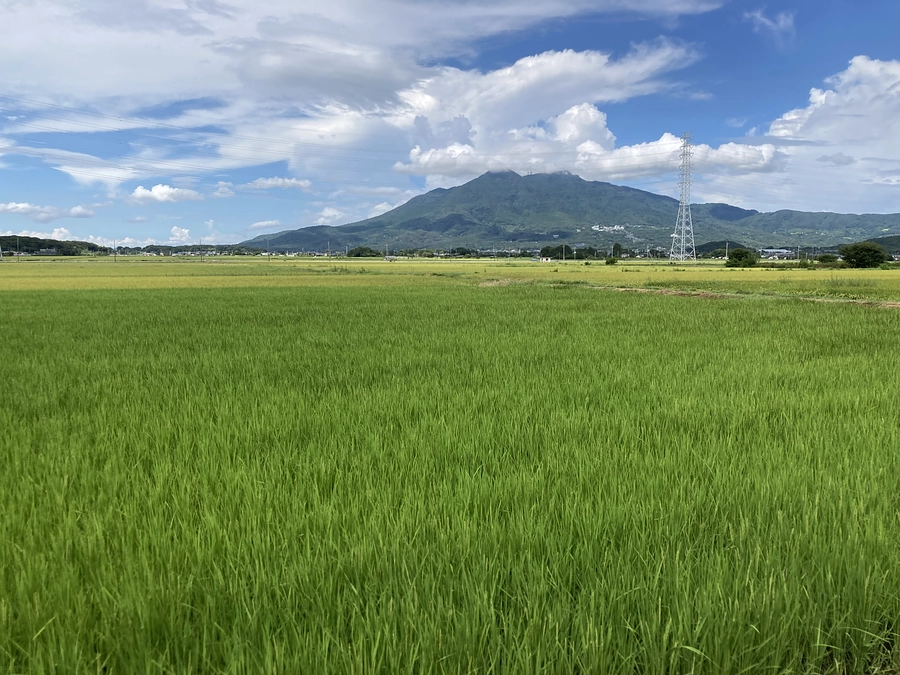 2023年8月23日　二十四節気 処暑　七十二候 綿柎開（わたのはなしべひらく）