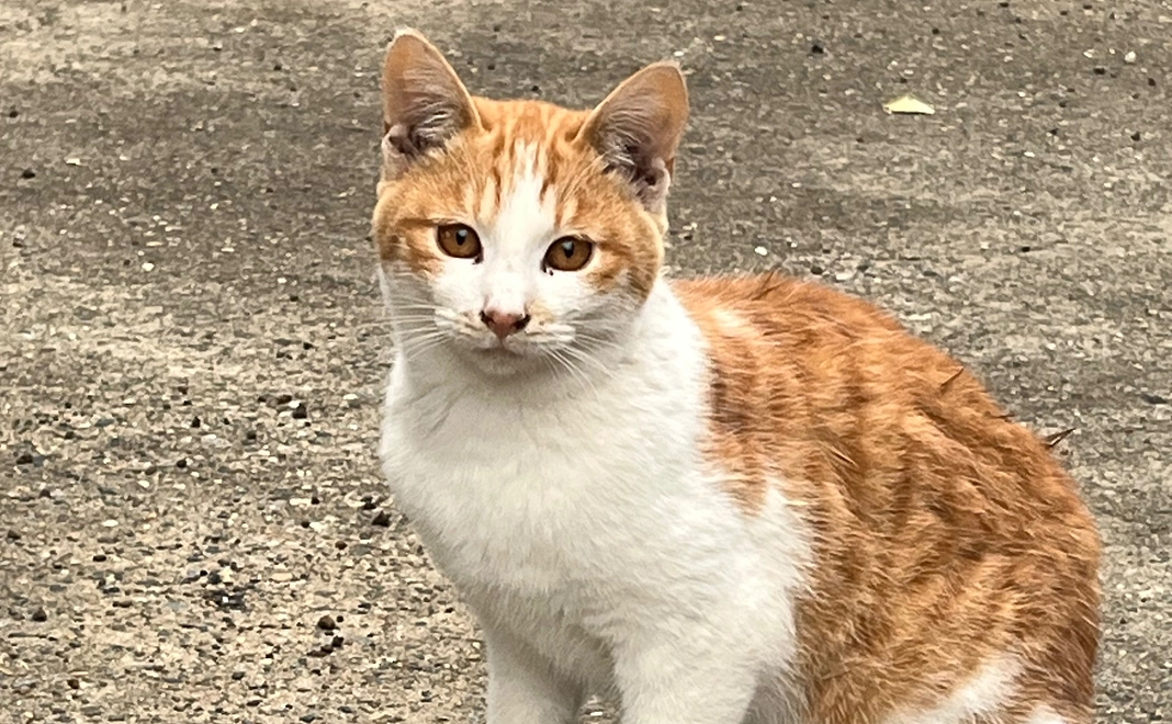 応援コース1000円