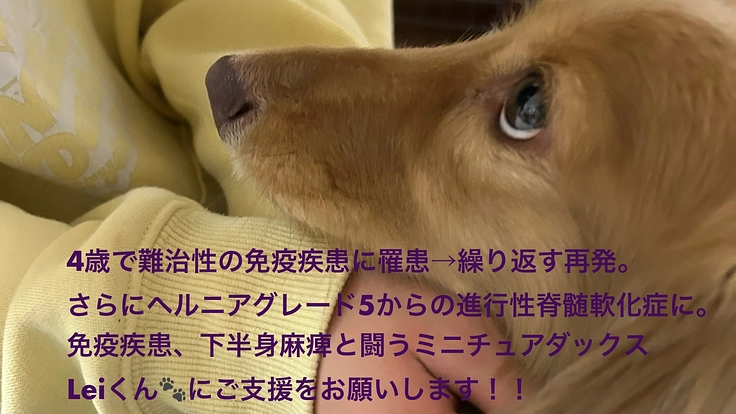 免疫疾患の再発を繰り返し、さらに下半身麻痺とも闘うLeiにご支援を