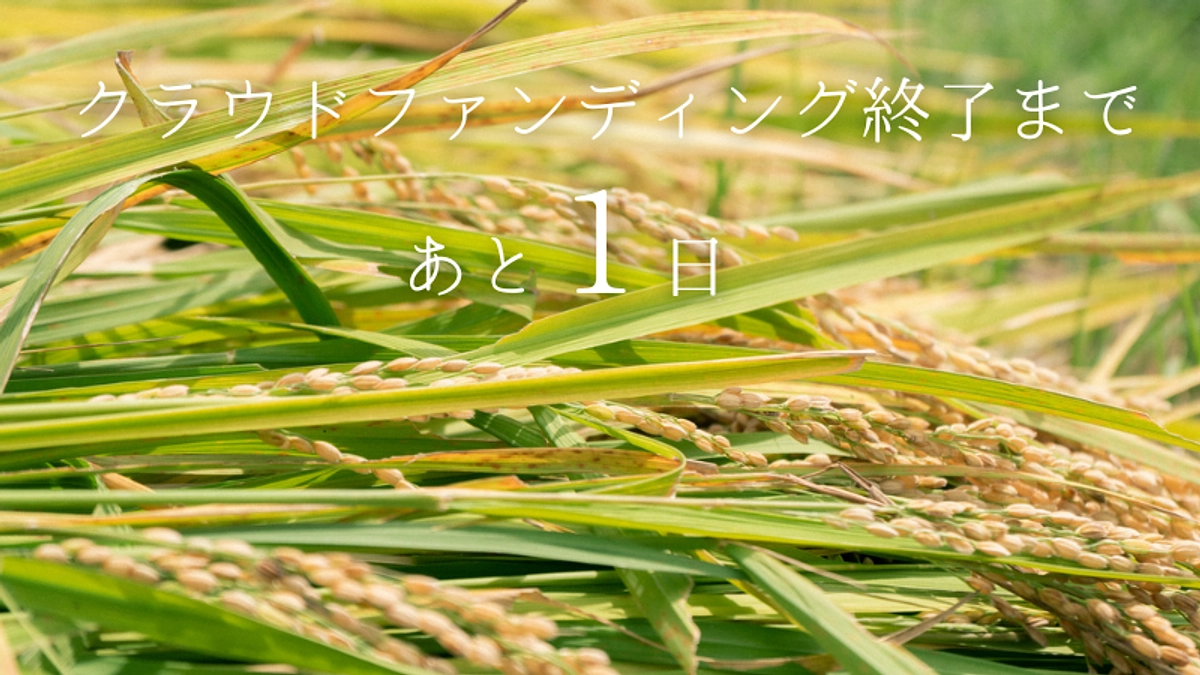 【残り1日】94%！大人気の稲とアガベリターンの在庫を追加しました。