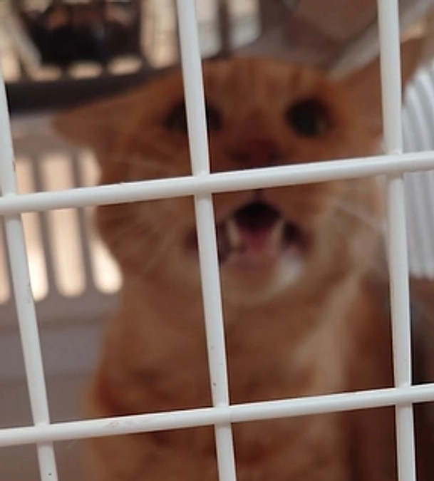 🐈ヨッちゃんと専門病院に行った日～家猫になりすぎてしまった編～🐈