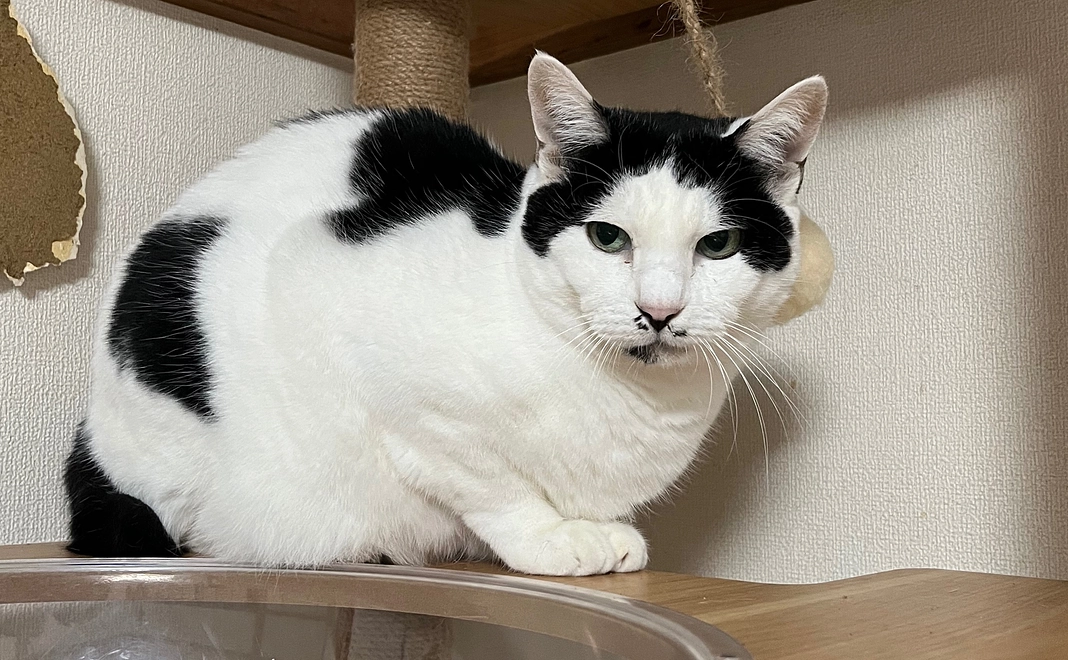 リターンなしコース10,000円