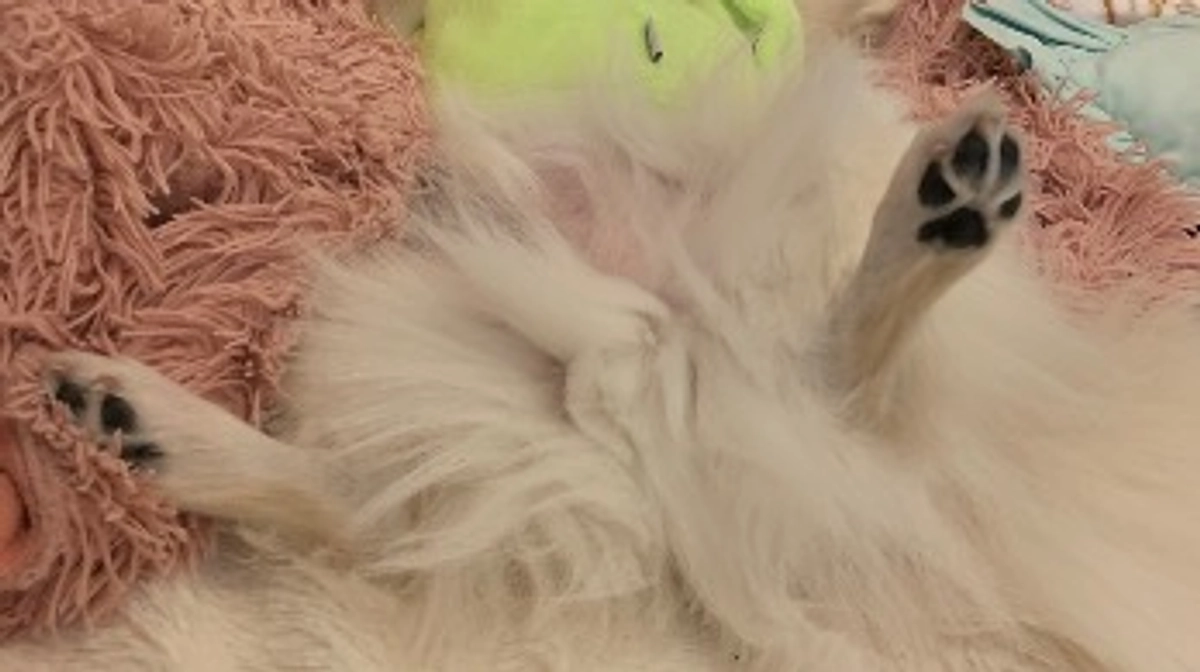 🆘🆘残り6日🆘🆘