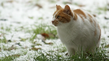 猫達幸せの為の活動(不妊・医療等)にご協力お願い致します。 のトップ画像