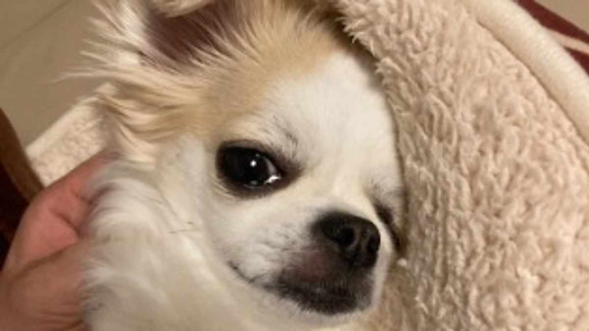 心臓病になる前からてんかんの治療もしてます