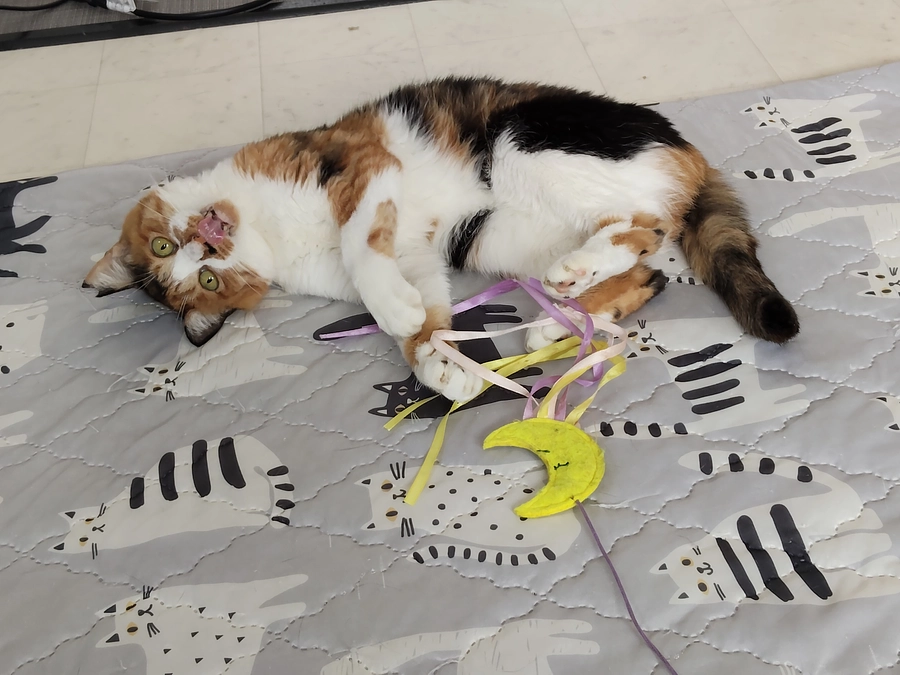 最近のにゃん福゜