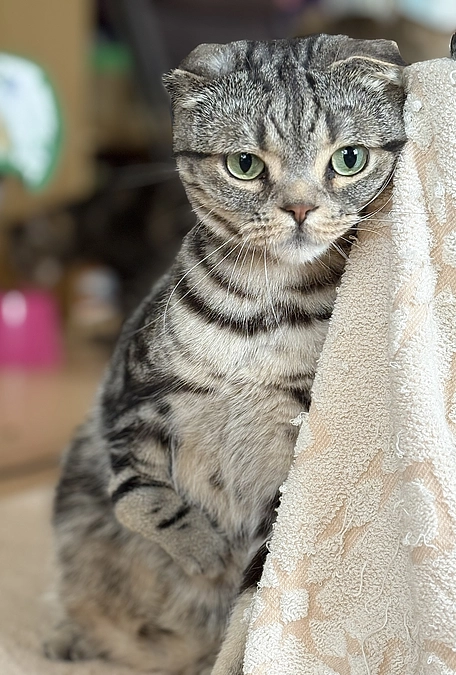 今日の譲渡会参加