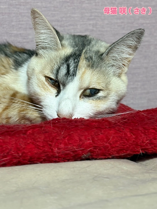 FIPの咲ちゃん転院しました