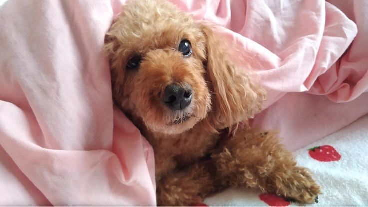 脳腫瘍のモカを助けたい！ご支援お願いいたします