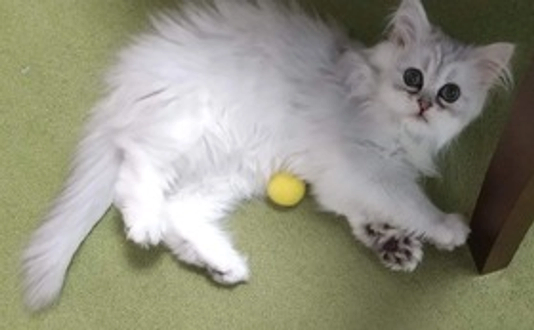 全額応援　1000円コース（リターン不要）