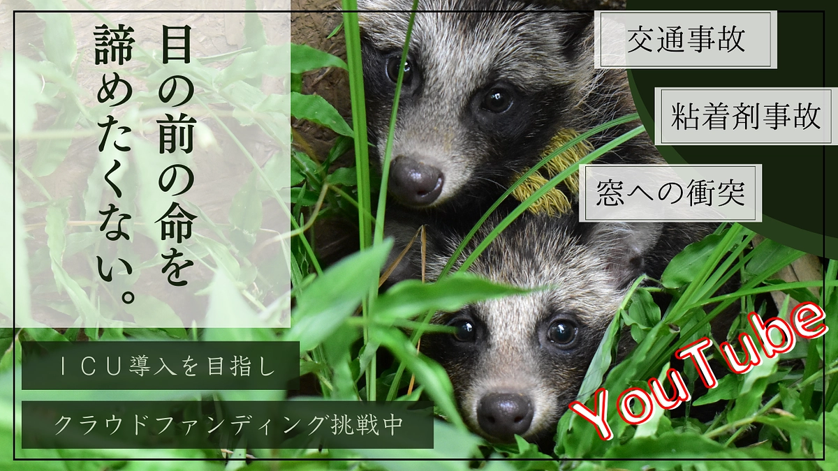 ｜YouTube更新｜《交通事故や窓への衝突》傷付いた野生動物を救う為に、ICUの導入を目指し