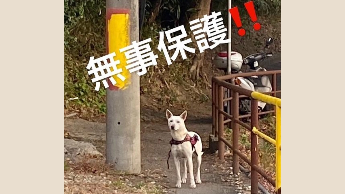 和歌山の迷子犬無事捕獲！過酷な犬生にならないよう、譲渡の際は避妊手術を施してから譲渡してください…