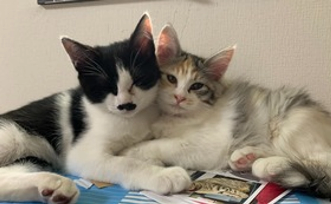 3000円：ポストカード＋お礼のメッセージカード＋あんちゃん新聞(紙)