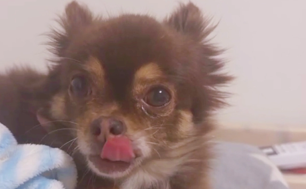 ちょこを救いたい.1