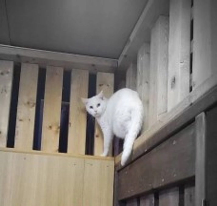 シェルターの日常　お掃除風景