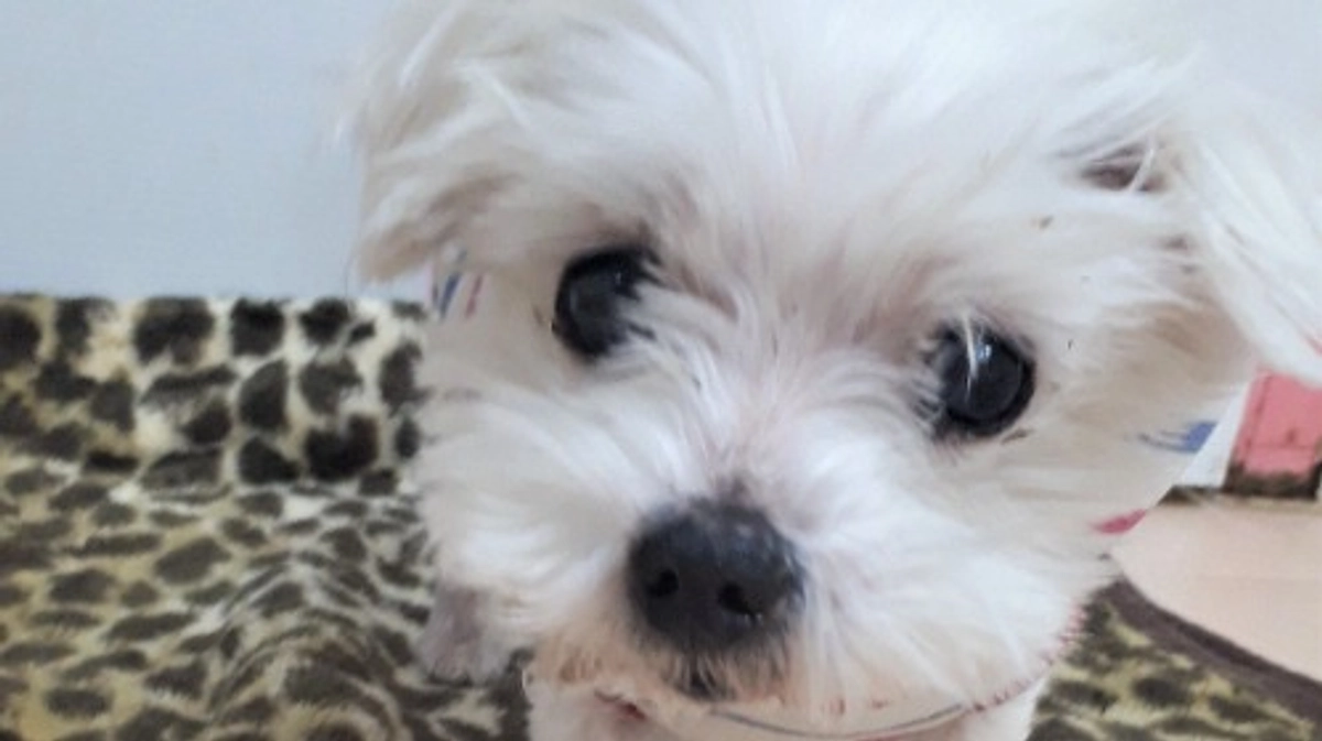 【応援メッセージ】高齢で疾患のある「選ばれない犬」を迎えると幸せになるのか？（相葉君トリミング犬）