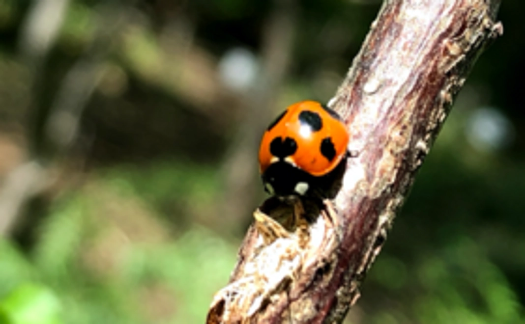 テキスト編集談話会ご招待