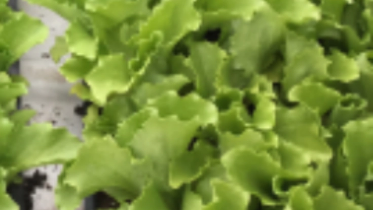 耕作放棄地解消ビジネス