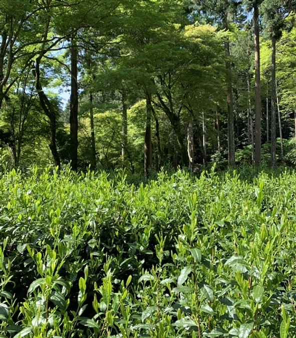 【目標金額20%達成】ご支援頂き、誠にありがとうございます。