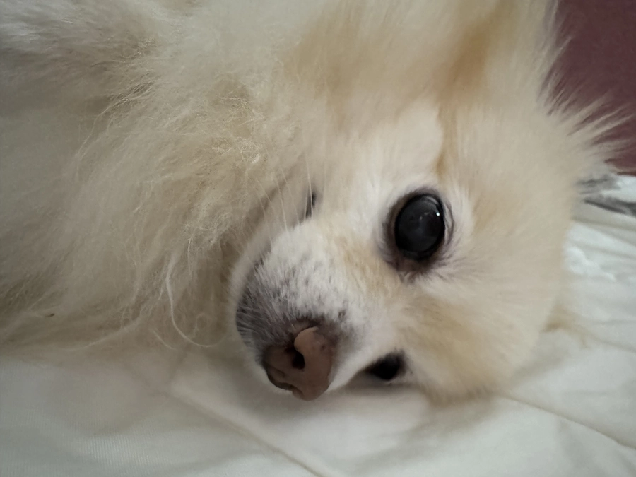 残り16時間、あと98万必要となっております🙇‍♀️