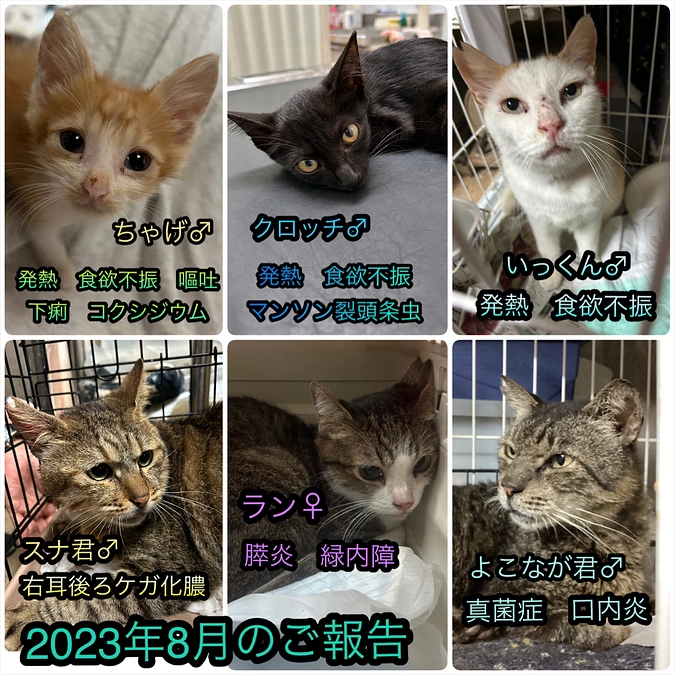 ★★猫たちの治療状況のご報告★★2023.8月分