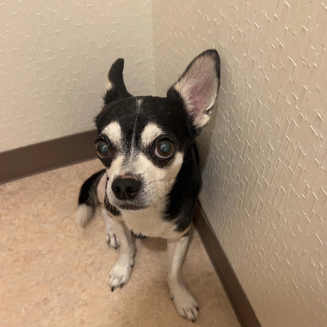 昨日のジェノさん