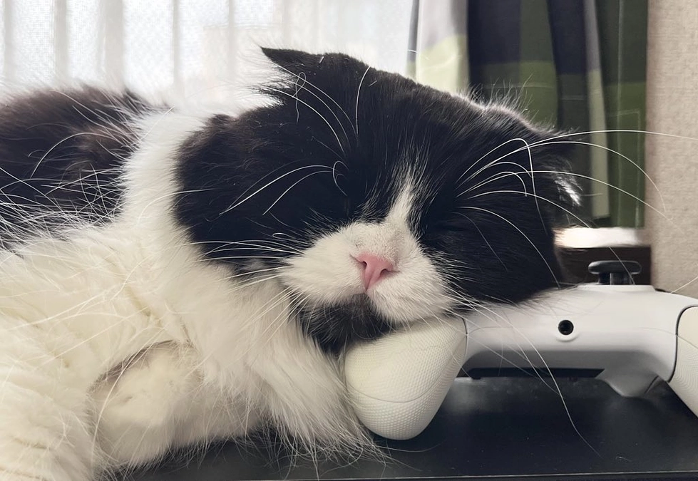 残り９日。ししゃもへの思い。