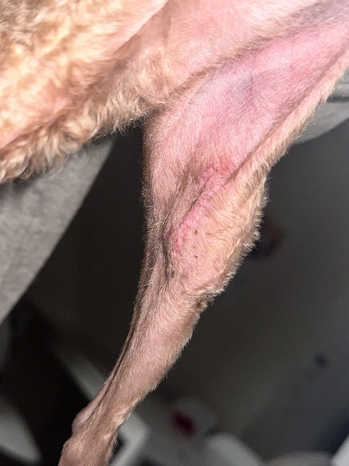 術後14日目抜糸 / これまでの治療費