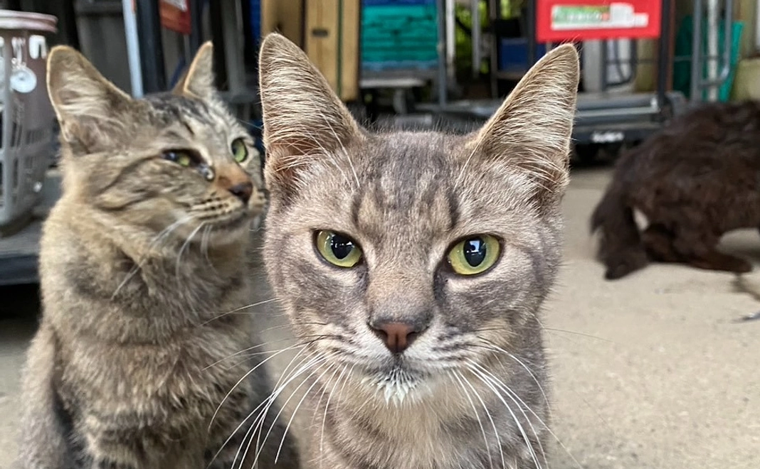 感謝のメール④