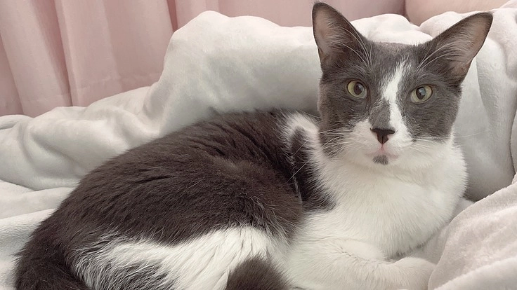 1歳4ヶ月で腎リンパ腫となってしまったココの支援をお願いします