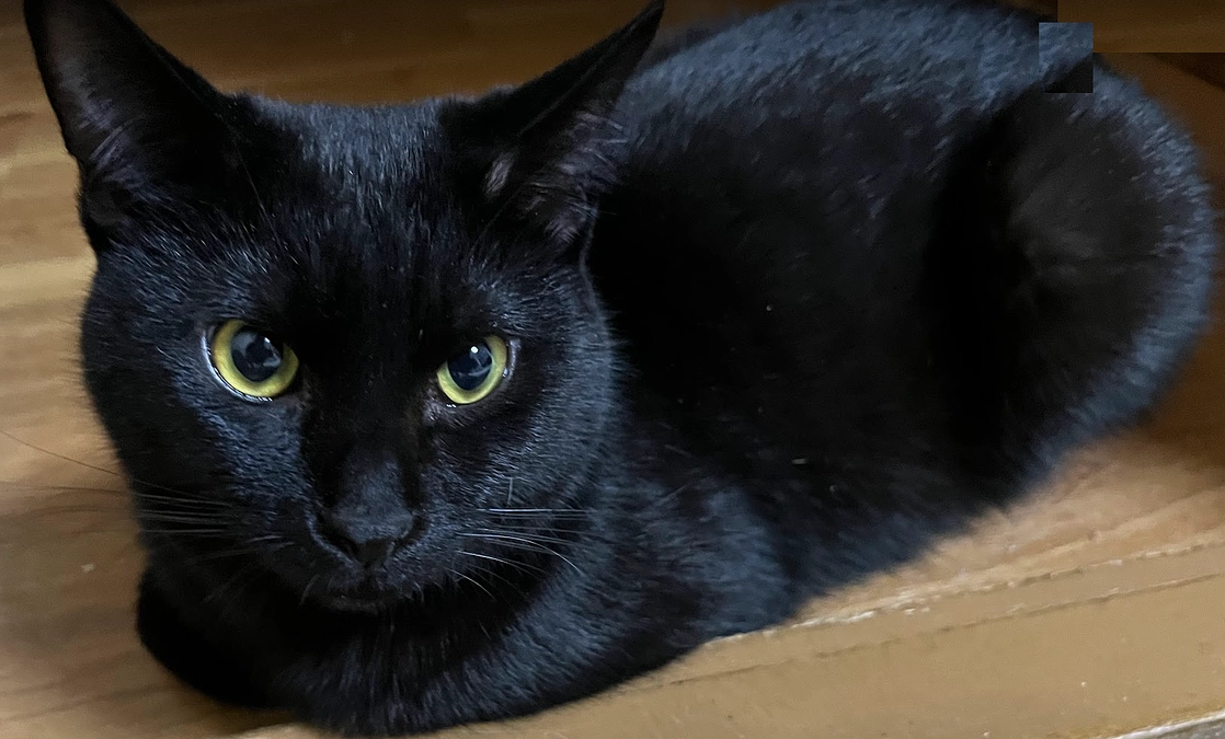 【保護猫活動報告】琥珀くんの去勢手術