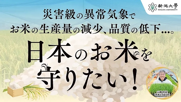 暑さでお米がピンチ！新品種と栽培対策の確立で日本のお米を守りたい！