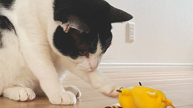 「保健所へ｣という選択肢をなくし犬猫が楽しく暮らせる場所作り