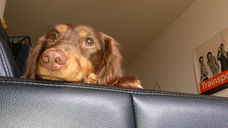 ポールくんの抗がん剤治療